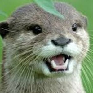 Meet your Posher, Sally